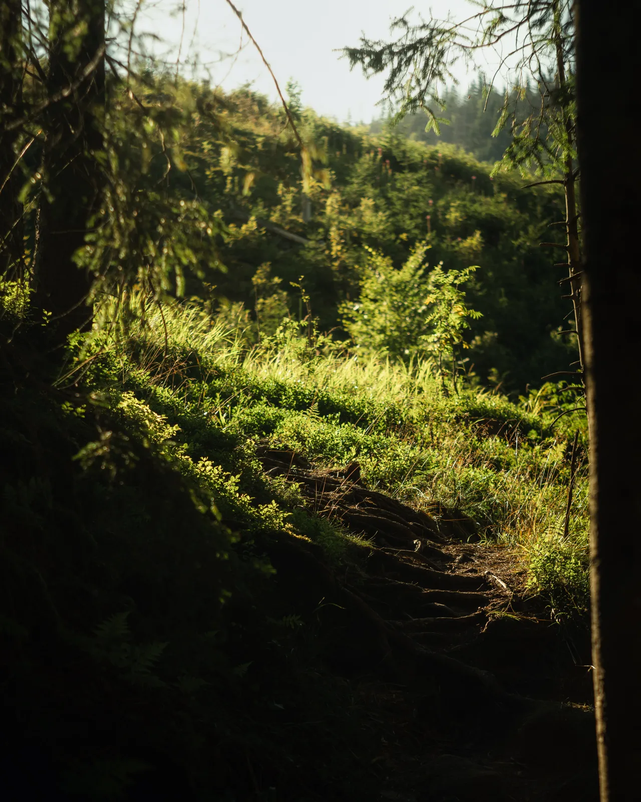 Sunlight falling through the trees in a quiet forest